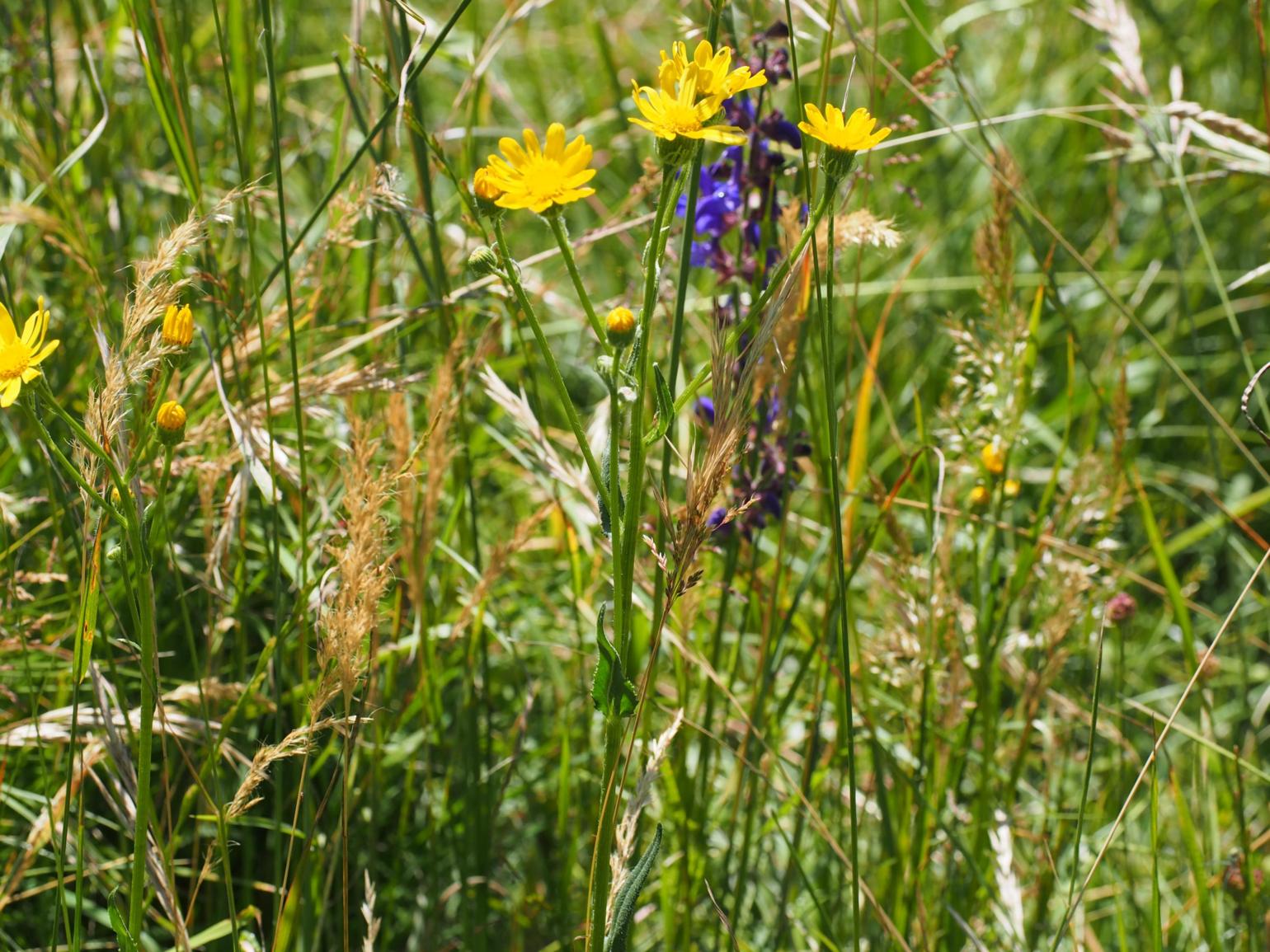 Ragwort [Rodez]